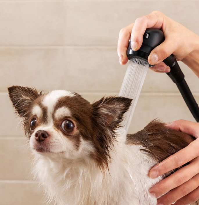 リファシャワーヘッドで愛犬をシャンプーする様子